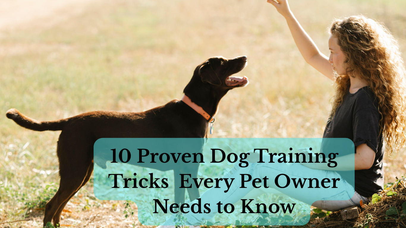 A happy dog learning basic training commands