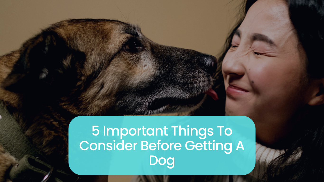 Things to know before getting a dog