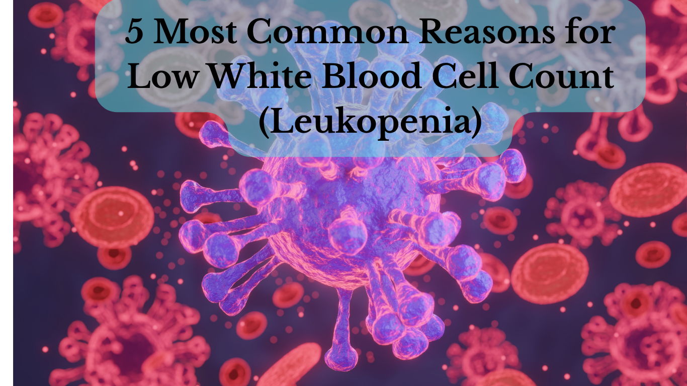 Close-up illustration of human white blood cells