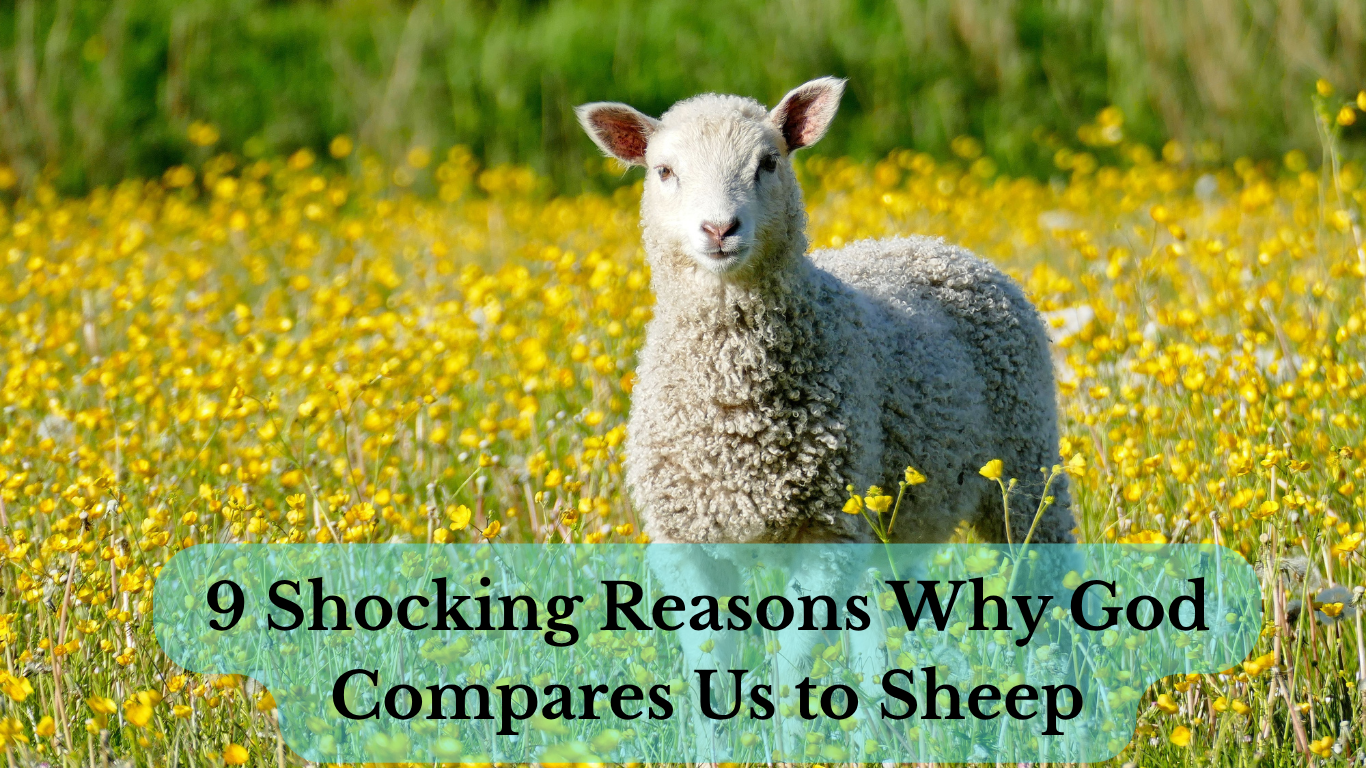 Sheep standing peacefully in green field