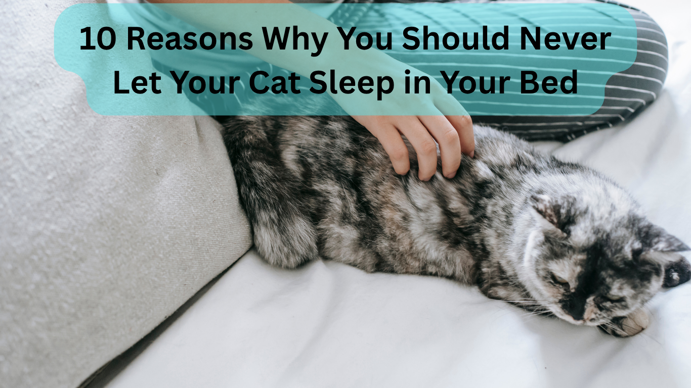 Cat resting on a bed beside its owner at home