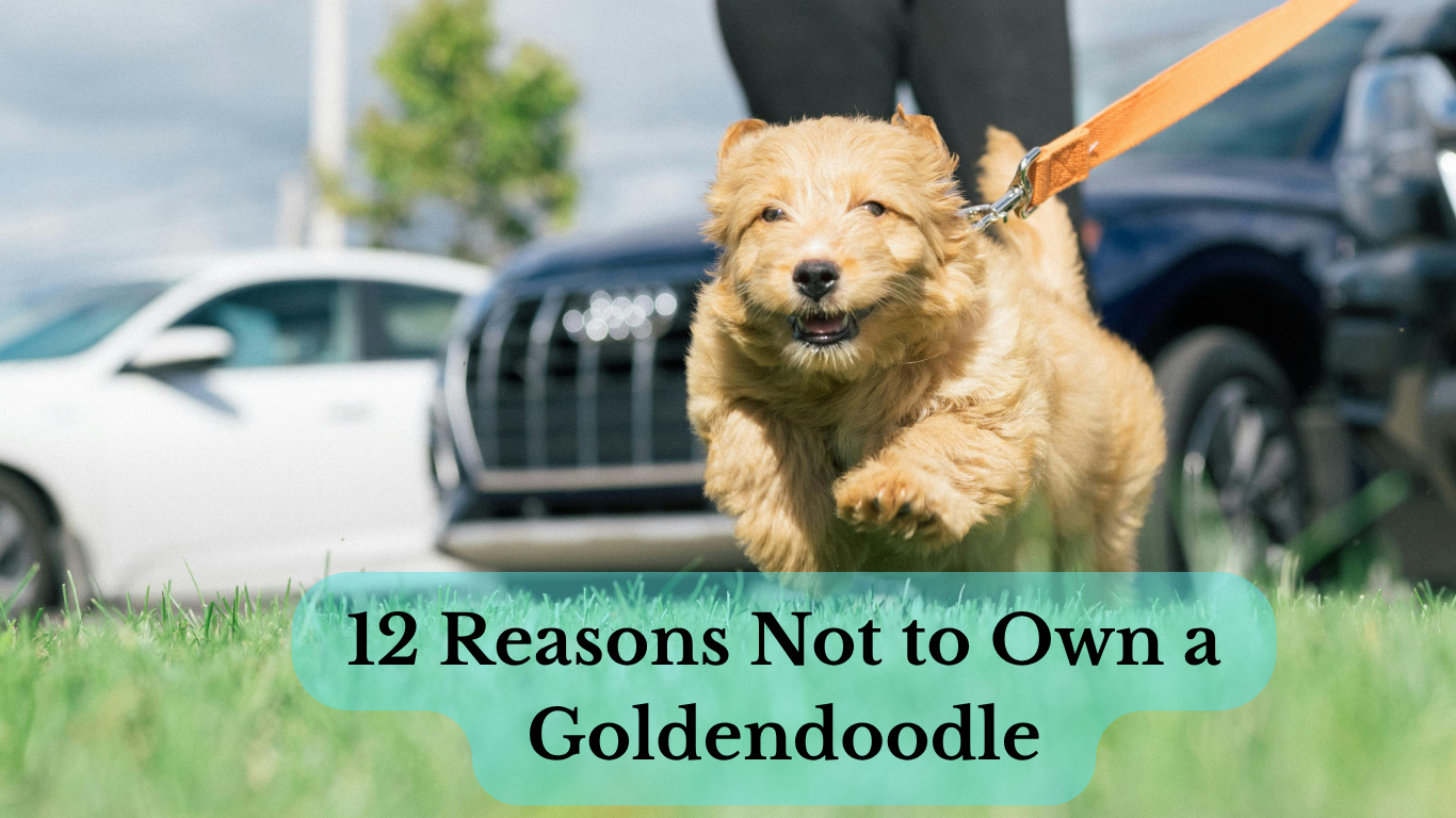 Goldendoodle enjoying a walk with its owner in a park