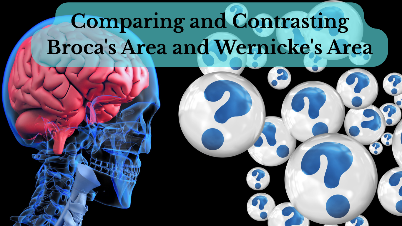 Illustration of the human brain highlighting Broca's area and Wernicke's area